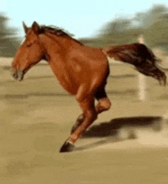 this is a horse running